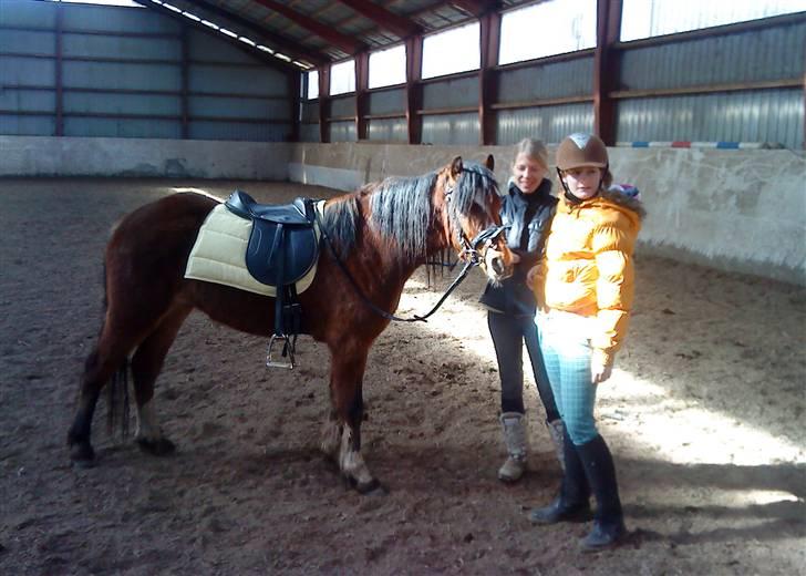 Welsh Pony af Cob-type (sec C) Gribsvads Laquie - Så har jeg fået tøj på for første gang billede 4