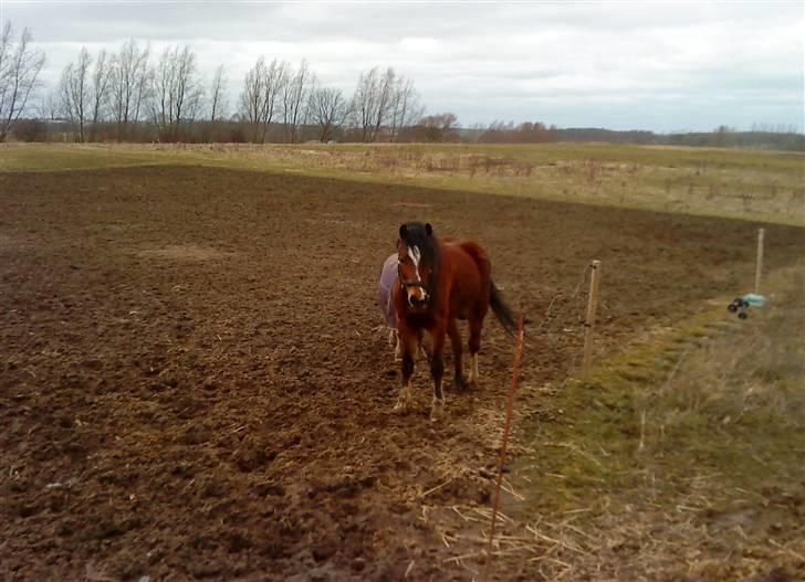 Welsh Pony af Cob-type (sec C) Gribsvads Laquie - På fold med min ven Lucas billede 5