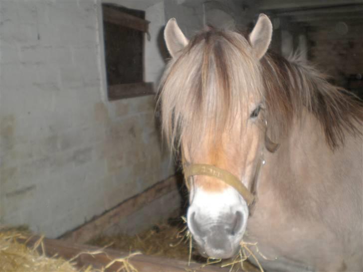 Fjordhest Hedegaards Cesillie  - Hej hej med Jer.. Er jeg ikke bare sød. billede 6