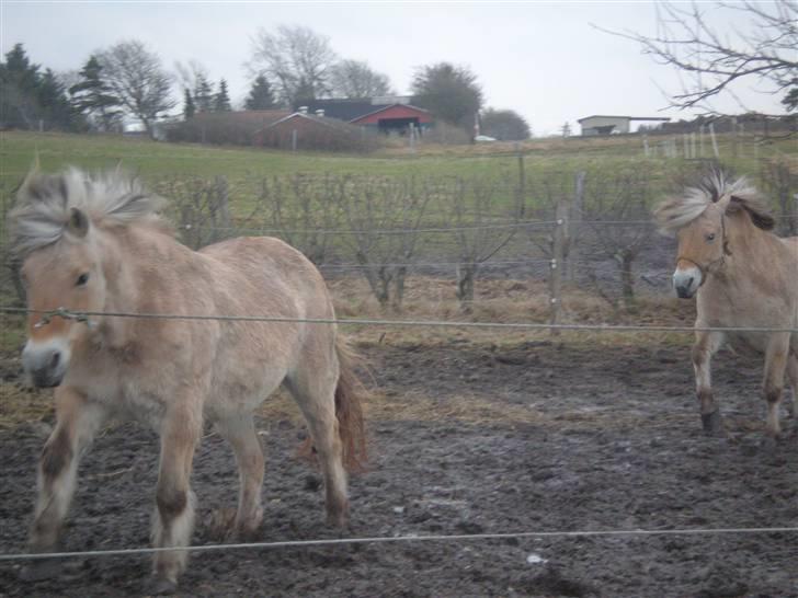Fjordhest Hedegaards Cesillie  - Min gamle mor, (på snart 27 år) løber altså bare for stærkt. Kan ikke følge med hende når jeg er så tyk. billede 7