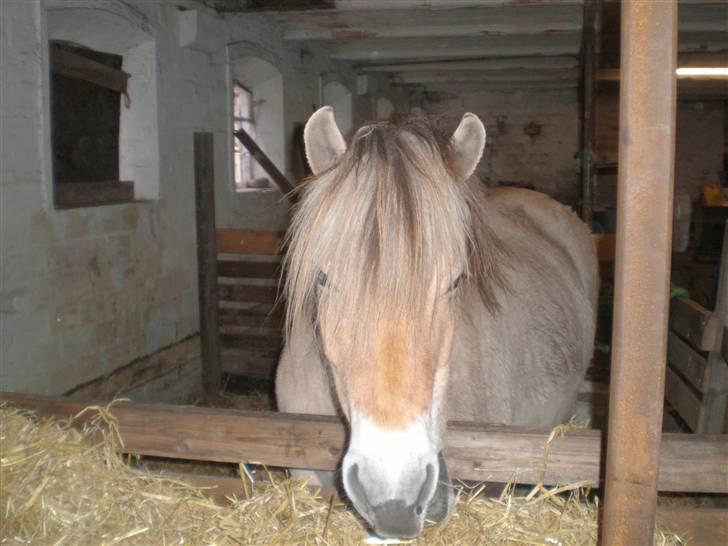 Fjordhest Hedegaards Cesillie  - Dejligt at have boks ved siden af halmen, skulle man nu komme til at mangle lidt i løbet af natten.. billede 8