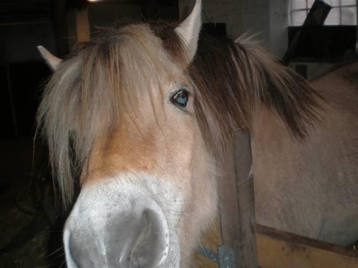 Fjordhest Hedegaards Cesillie  - Har du godt nok ingen mad til mig.. Jeg går jo med føl så skal jeg vel også spise for to. IKKE?? billede 9