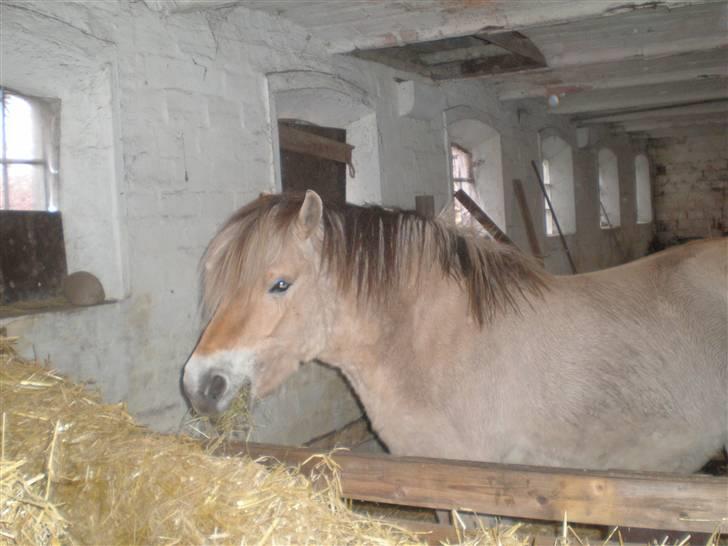 Fjordhest Hedegaards Cesillie  - Endelig kom jeg ind.. Så jeg kan slappe lidt af. billede 10