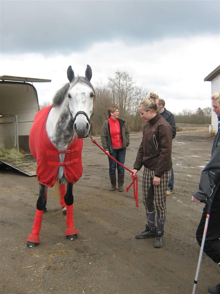 Shagya Araber (SH) Toujour  - Da Toujour kom. Lykkens dag! :*  billede 2