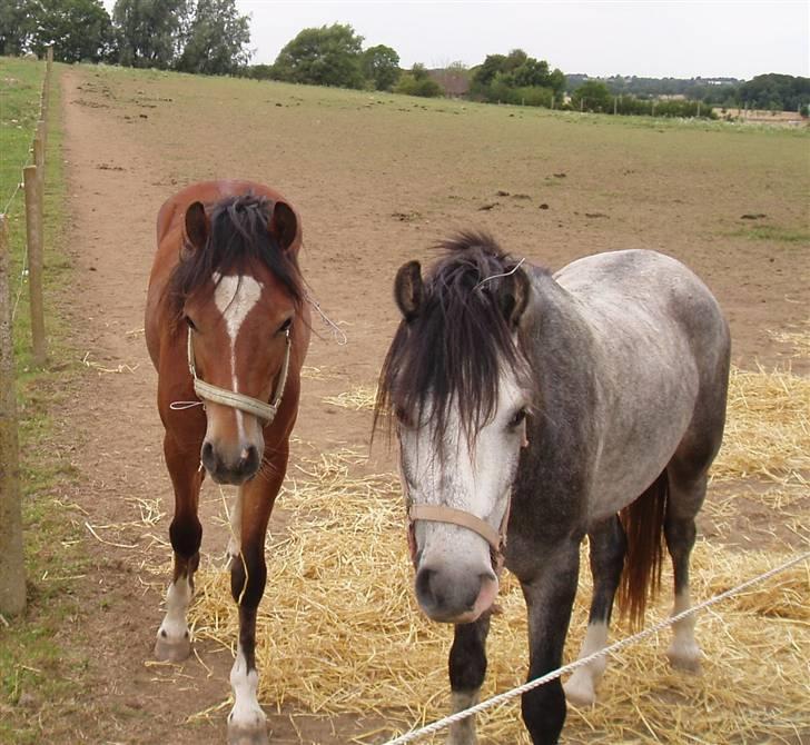 Welsh Pony af Cob-type (sec C) Gribsvads Laquie - Anden fold kamarat! ;D Nicko billede 6