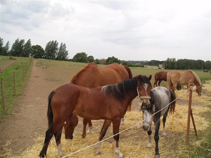 Welsh Pony af Cob-type (sec C) Gribsvads Laquie - Sammen med alle de andre! ;D billede 7