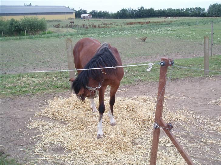 Welsh Pony af Cob-type (sec C) Gribsvads Laquie - Det kløede! billede 8