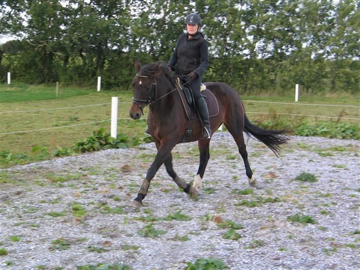 Dansk Varmblod Lekicha - Dressuropstart efter en lang sommer ved hingst 2009, så det er hårdt for både hende og mig ;-) billede 6