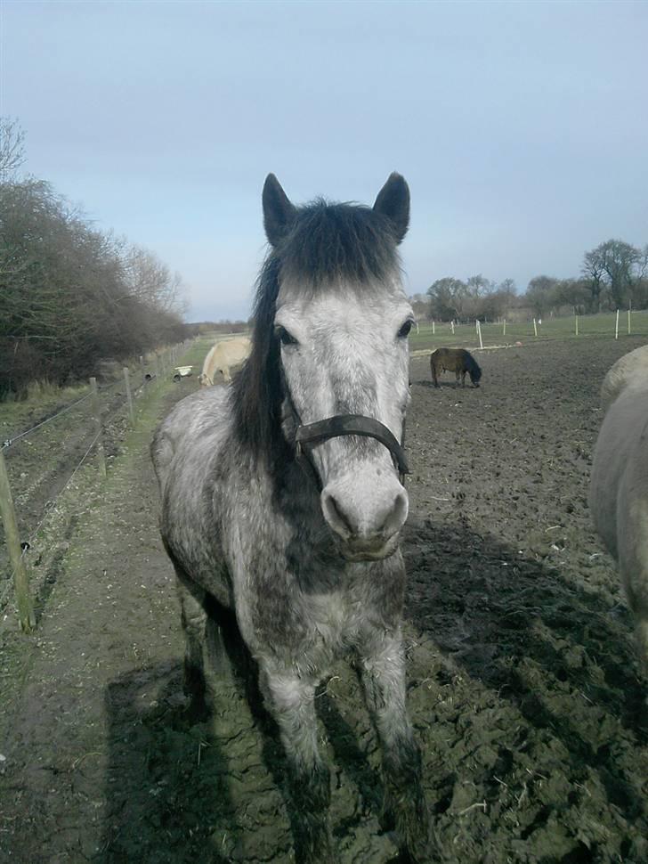 Anden særlig race Cosmo - Cosmo på Hasselø billede 1
