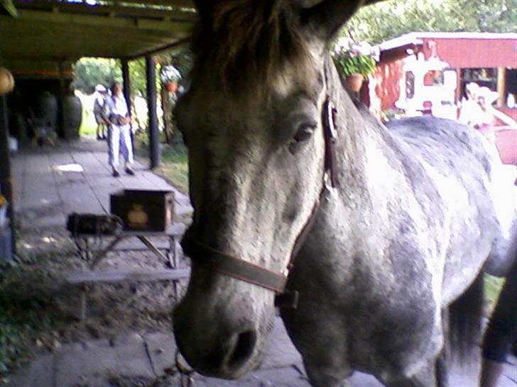 Anden særlig race Cosmo - Cosmo på Olsen´s Ridecenter billede 2