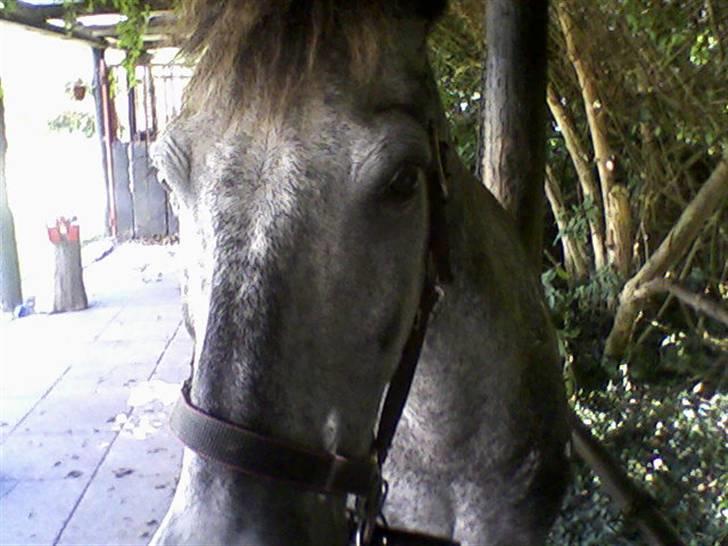 Anden særlig race Cosmo - Cosmo på Olsen´s Ridecenter (nærbillede). billede 3