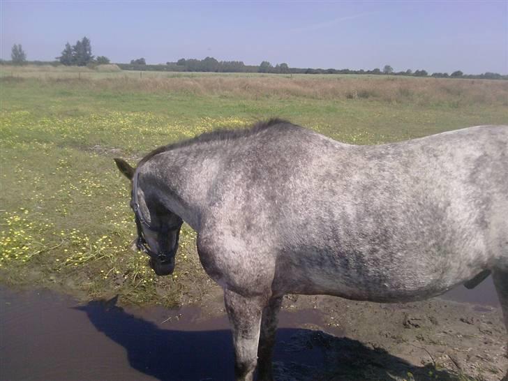 Anden særlig race Cosmo - Cosmo på sommerfold på Olsen´s Ridecenter billede 4