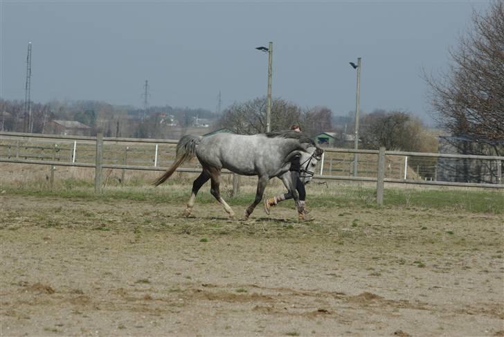 Hollandsk Sportspony Vanda's Paulo Magnus *MINPRINS* billede 18