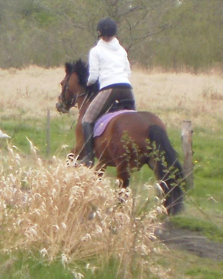 New Forest Fuglekildes Chaval forevigt elsket!- SOLGT- - i skoven :DD billede 13