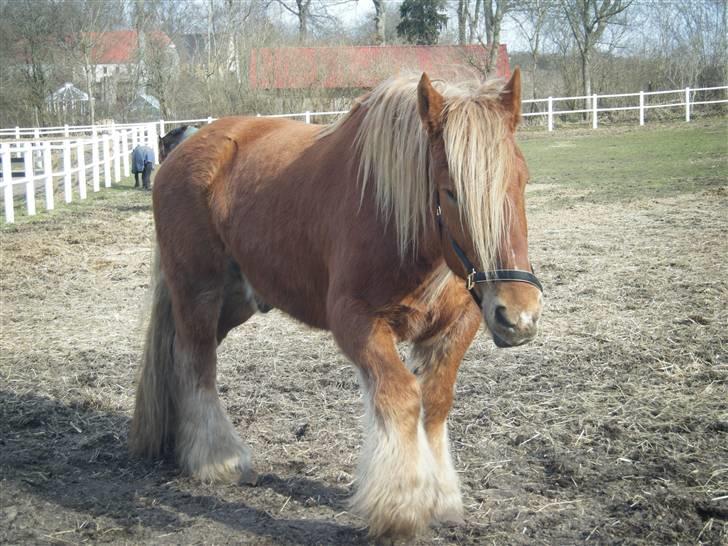Jyde Anton #solgt# - jah - man kommer pænt når der kaldes ... billede 8
