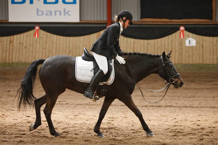 Anden særlig race Chanel billede 6