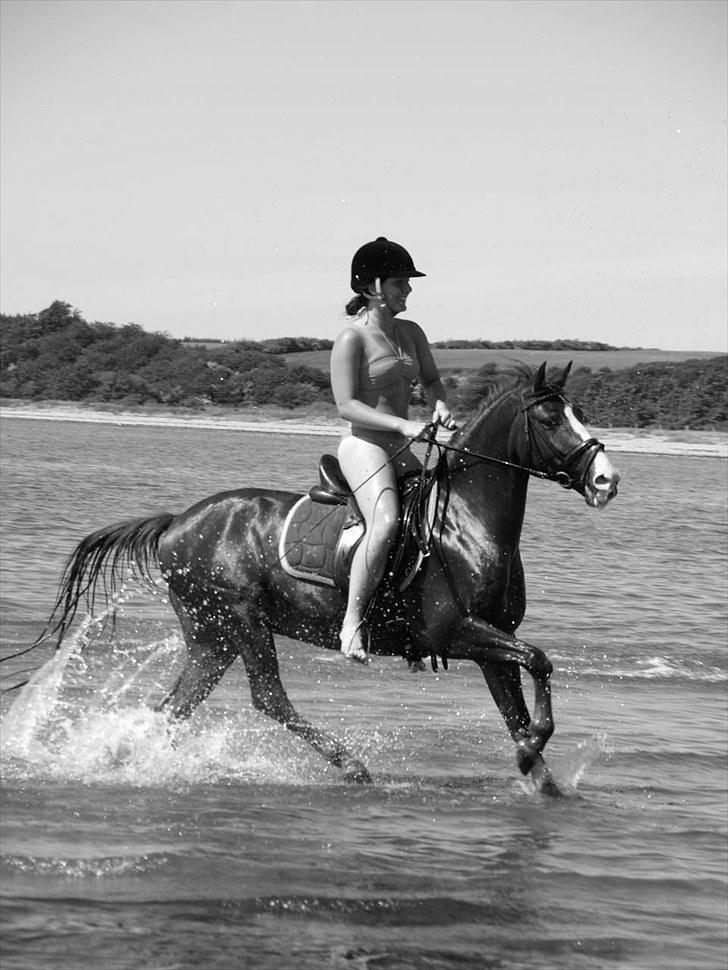 Anden særlig race Top Gun - SOLGT - topgunfyren på stranden i slutningen af juni 2010. han elsker det! foto: maria<3 billede 2