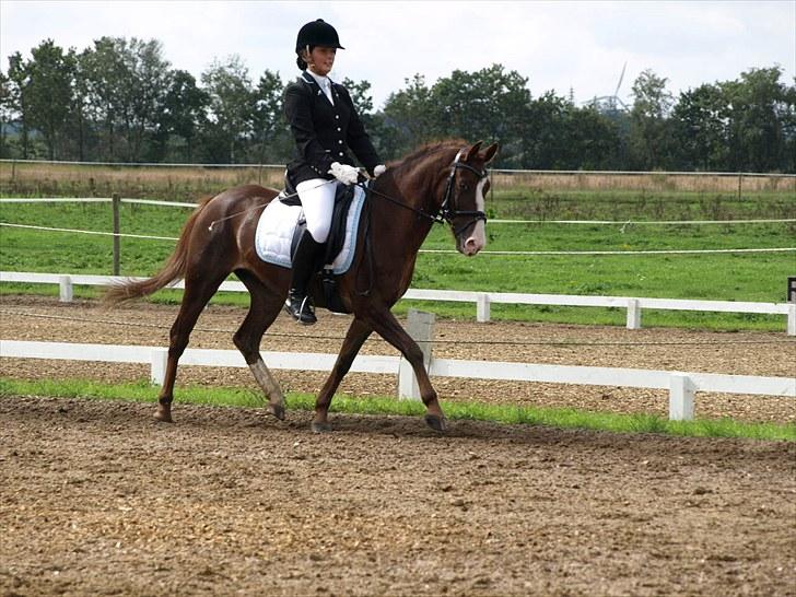 Anden særlig race Top Gun - SOLGT - STR d-stævne :-) LC3 2. plads 70,0%, 2 sølle point fra 1. pladsen. foto: Sofie slot :-) billede 3