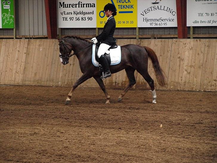 Anden særlig race Top Gun - SOLGT - topguns første dressurstævne, 1. plads LD2 66% og 1. plads LC2 68,6% og 2. plads LD2 67,2% (holdklasse). foto: emmelie<3 billede 4