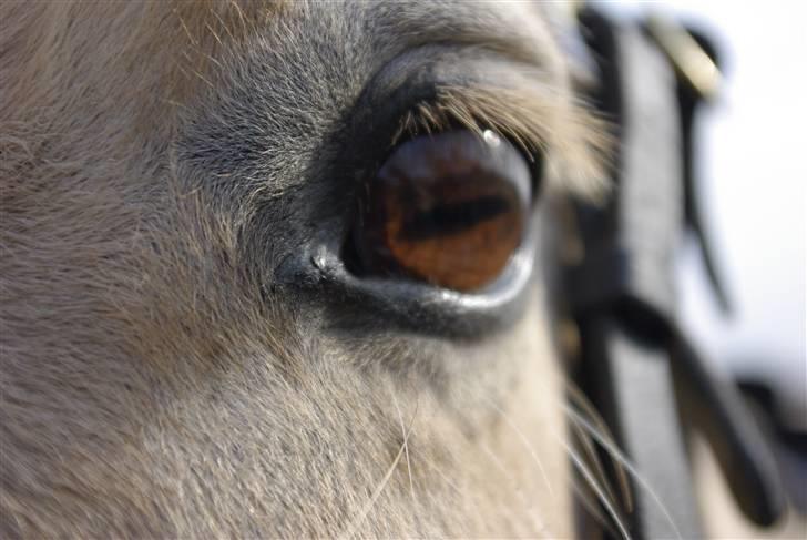 Fjordhest Skovvejens Rødtop (tidl part) billede 3