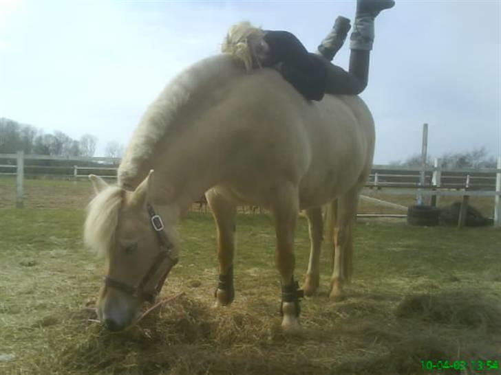 Fjordhest Skovvejens Rødtop (tidl part) billede 4