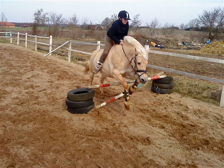 Fjordhest Skovvejens Rødtop (tidl part) billede 5
