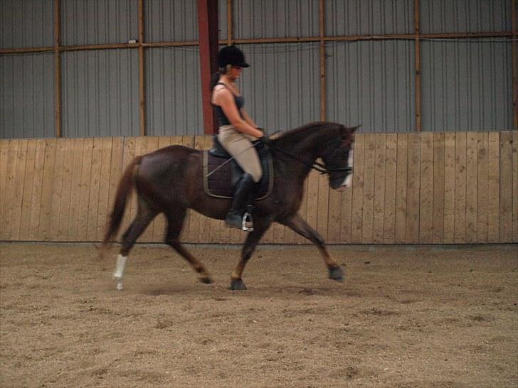 Anden særlig race Top Gun - SOLGT - dressurtræning d. 30 Juli :-) foto: emmelie<3 billede 5