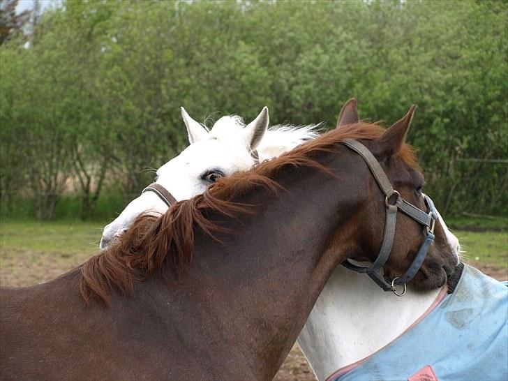 Anden særlig race Top Gun - SOLGT - sille og topun på fold. foto maria<3 billede 6