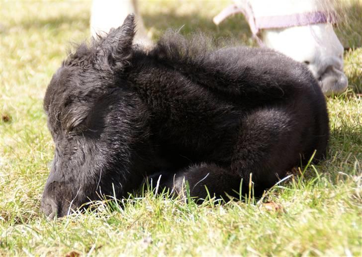 Belgisk Miniature RKG Moons Happy Miracle - Man bliver træt på sin første havevandring billede 4