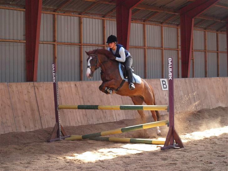 Anden særlig race Top Gun - SOLGT - super jumper :-D foto: line <3 billede 10