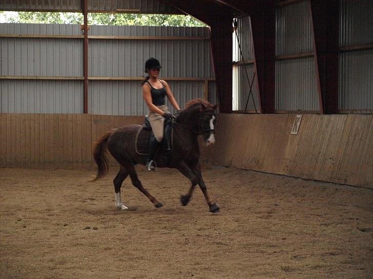 Anden særlig race Top Gun - SOLGT - dressurtræning d. 30 Juli :-) foto: emmelie<3 billede 11