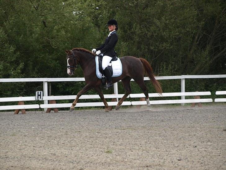 Anden særlig race Top Gun - SOLGT - topguns første dressurstævne, 1. plads LD2 66% og 1. plads LC2 68,6% og 2. plads LD2 67,2% (holdklasse). foto: emmelie<3 billede 14