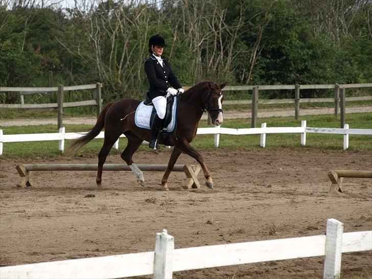 Anden særlig race Top Gun - SOLGT - Topguns første udestævne! i Rom, og vi vandt begge klasser! LC1 med 67,5% og LC3 med 69,2%! foto: emmelie <3 billede 15