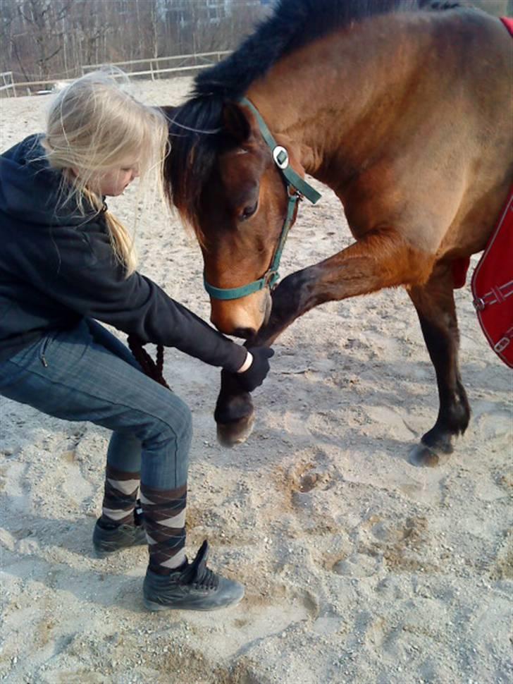 New Forest da vinci  - tak fordi at jeg måtte få part på din pony du aner ikke hvor taknemelig jeg er billede 12
