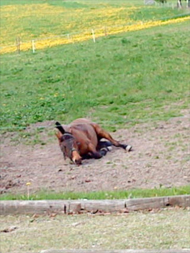New Forest da vinci  billede 13