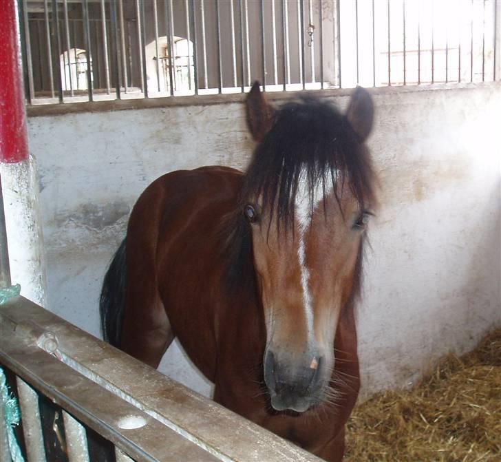 Welsh Pony af Cob-type (sec C) Gribsvads Laquie - Han er sååå lille! ^^, billede 9