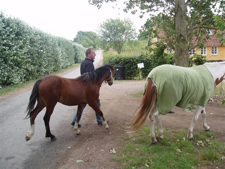 Welsh Pony af Cob-type (sec C) Gribsvads Laquie - Sikke vi skal hygge os! billede 10