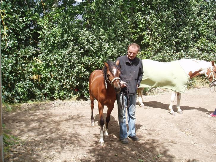 Welsh Pony af Cob-type (sec C) Gribsvads Laquie - Vi hygger os rigtigt her inde! billede 11