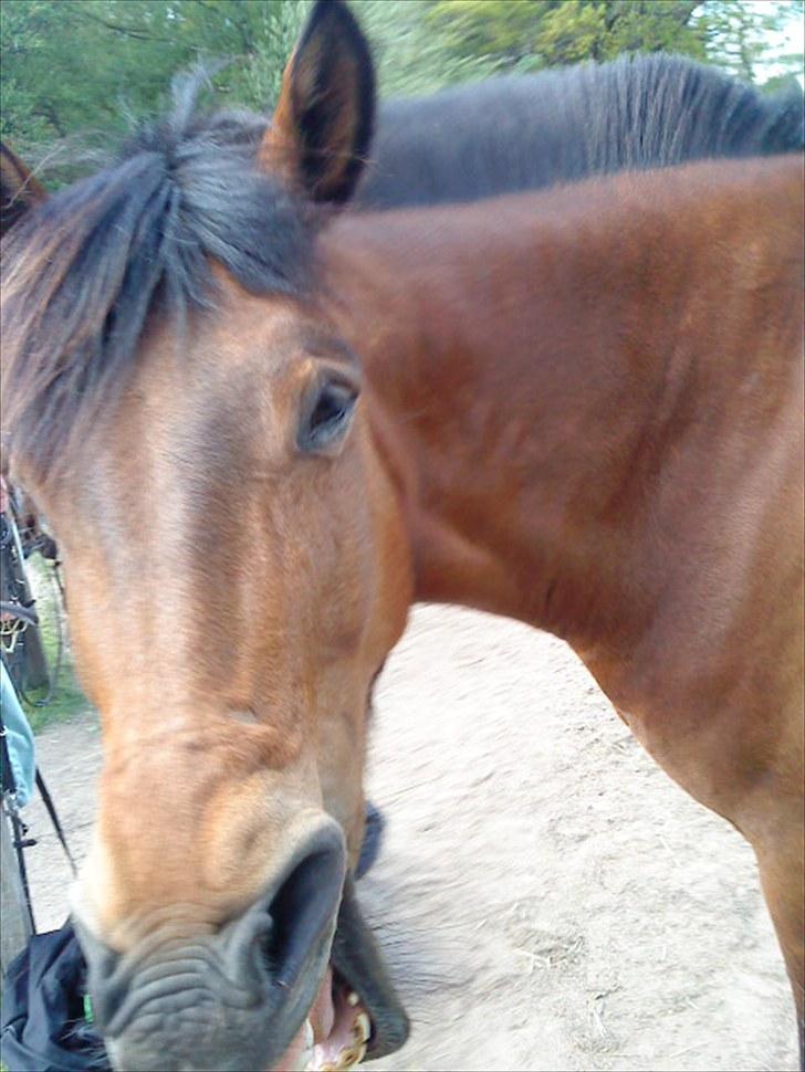 New Forest da vinci  - hahahahaha meget morsomt billede 14