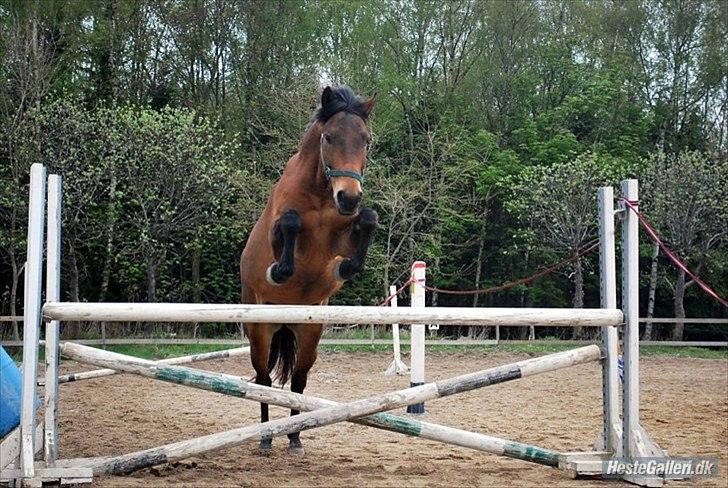 New Forest da vinci  billede 15