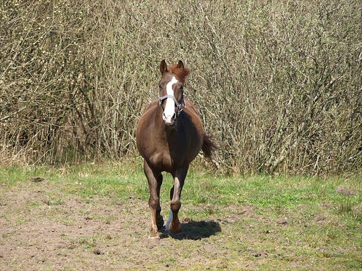 Anden særlig race Top Gun - SOLGT - tykke på fold. foto: maria<3 billede 16