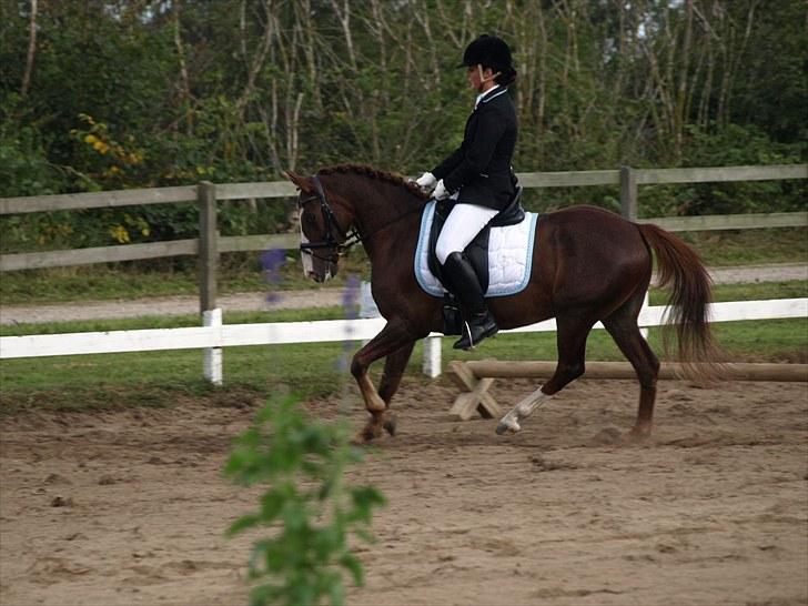 Anden særlig race Top Gun - SOLGT - Topguns første udestævne! i Rom, og vi vandt begge klasser! LC1 med 67,5% og LC3 med 69,2%! foto: emmelie <3 billede 17