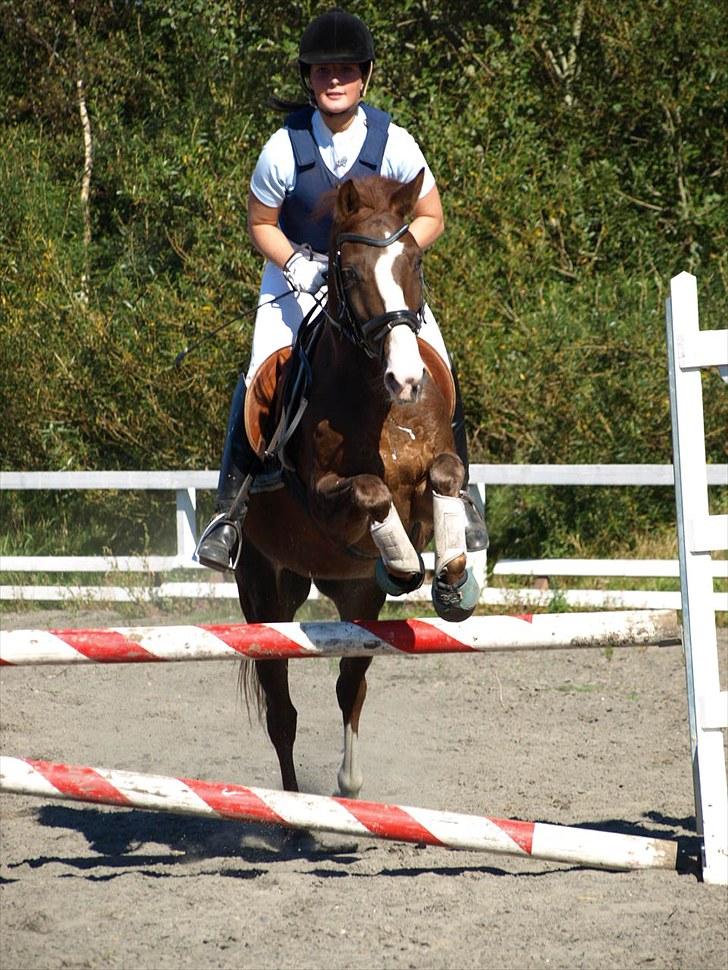 Anden særlig race Top Gun - SOLGT - LC. Foto: line jensen! billede 19