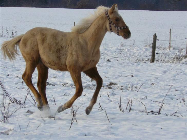 Palomino Østrupgårds Vanilla - Vinteren 2010 - 7 måneder billede 8
