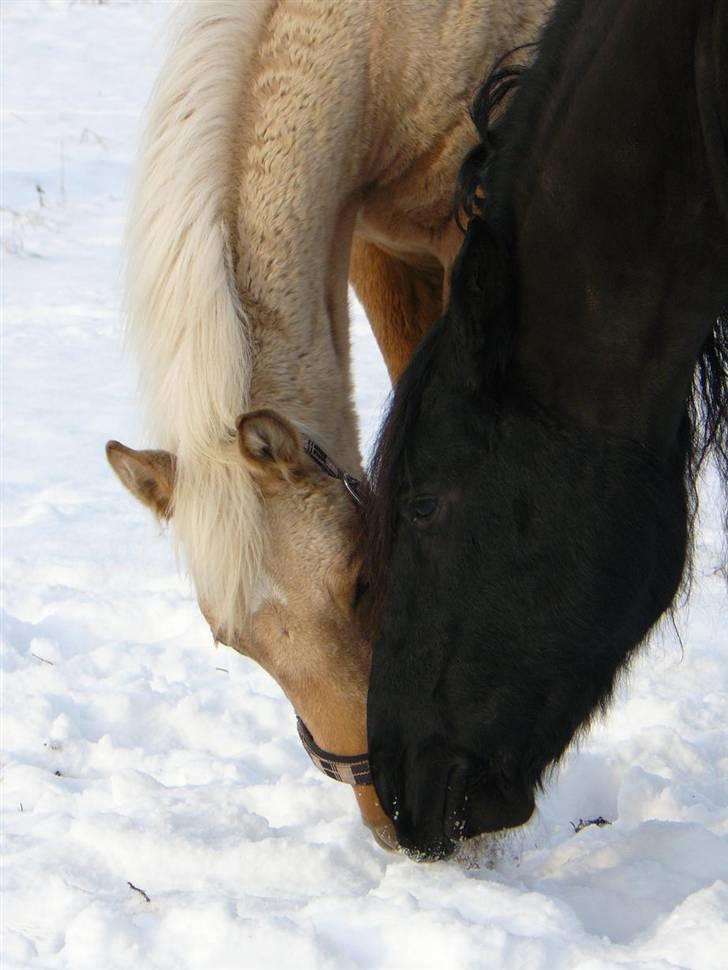 Palomino Østrupgårds Vanilla - Hvad finder du? billede 9