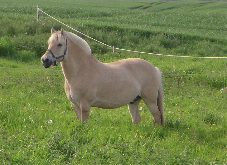Fjordhest Lærkelundens Tor - velkommen til thors profil(: billede 1