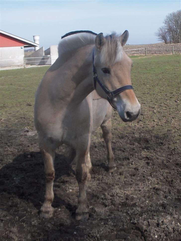 Fjordhest Lærkelundens Tor billede 2