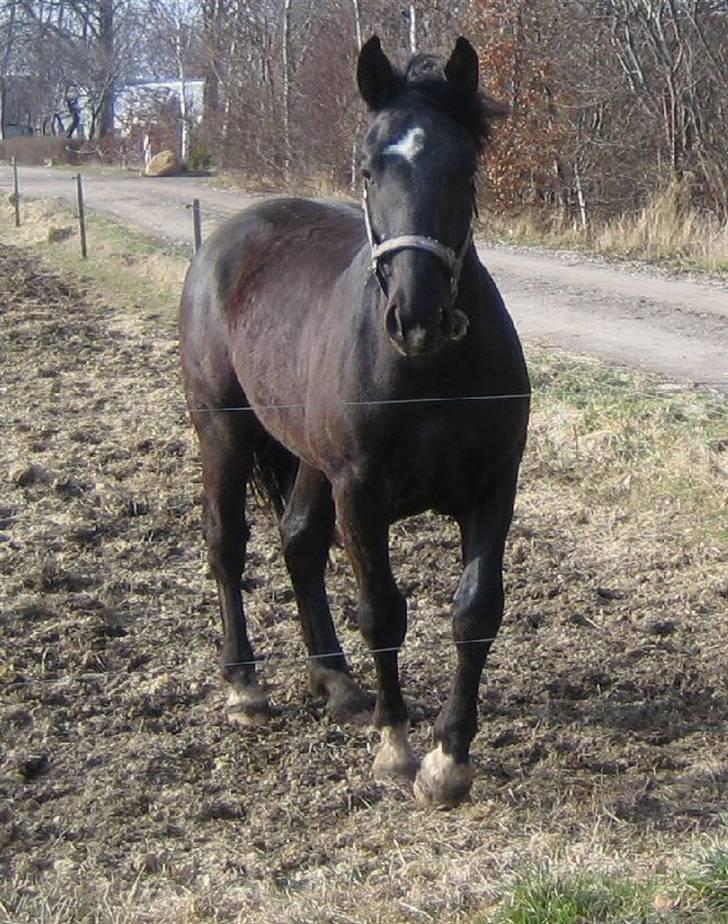 Oldenborg Pibeholms jupiter (solgt) billede 13