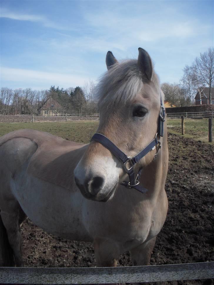 Fjordhest Lærkelundens Tor billede 3