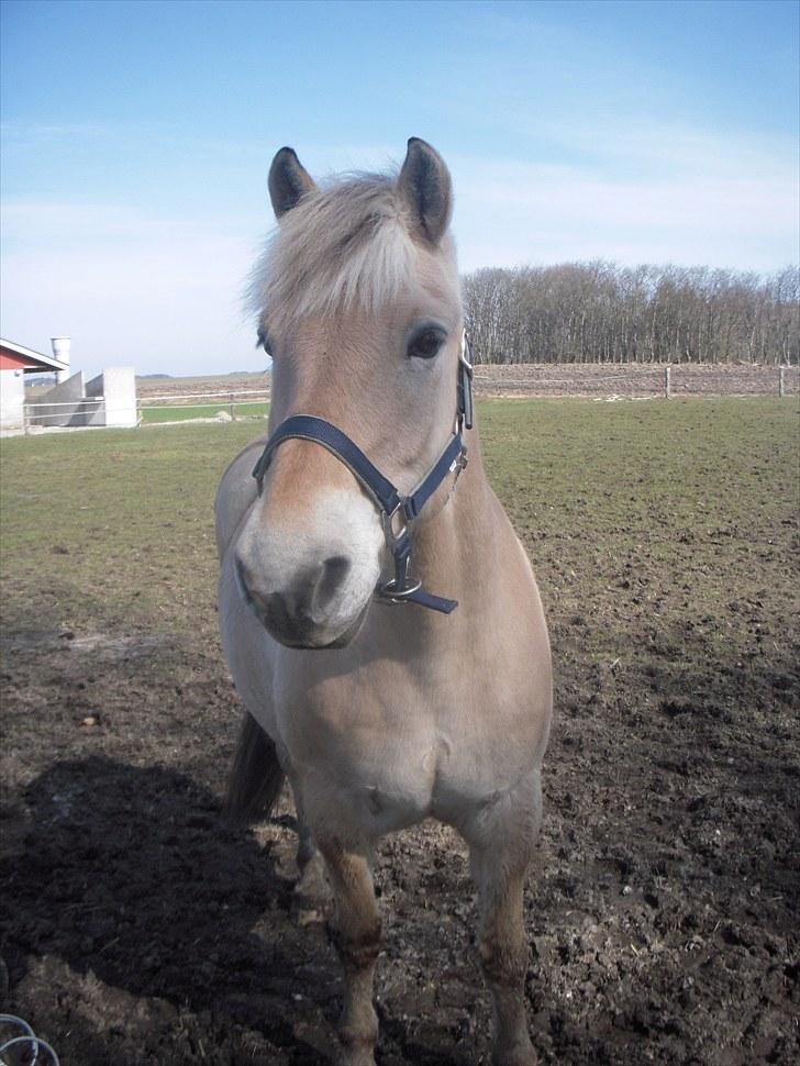 Fjordhest Lærkelundens Tor billede 4
